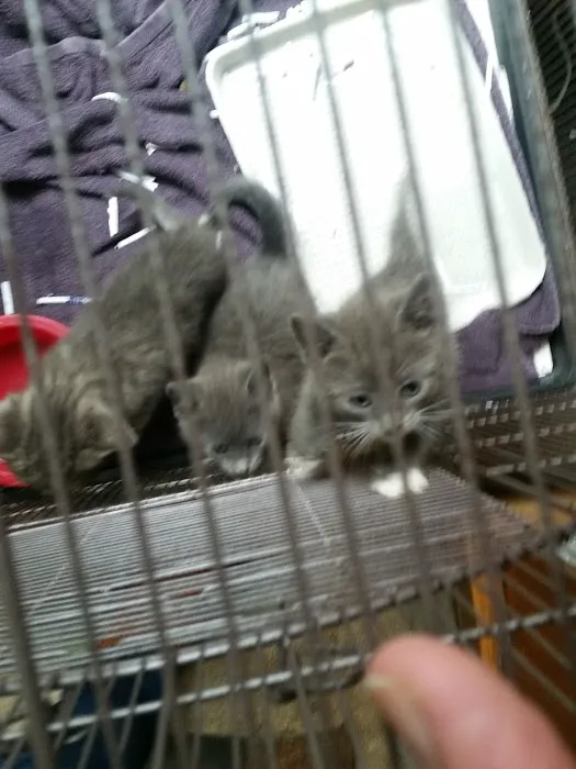 Glen Manor Veterinary Hospital Picture 4