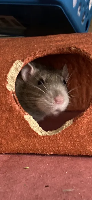 Glen Manor Veterinary Hospital Picture 7