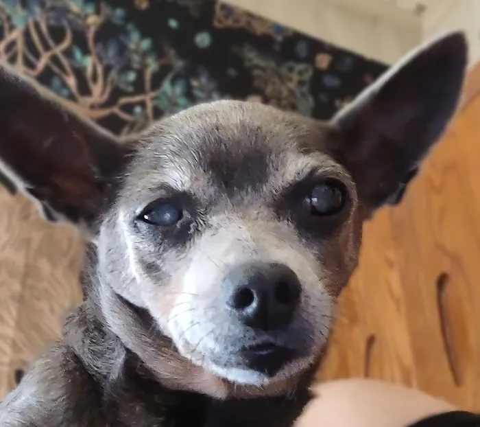 Pet Food Naturals Picture 1