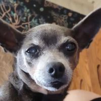 Pet Food Naturals ico