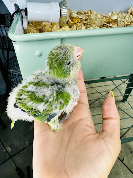 Junior Pet Shop Picture 7