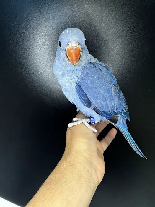 Junior Pet Shop Picture 6