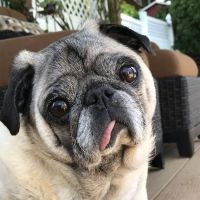 Hampton Animal Hospital ico