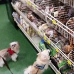 Pet Supermarket