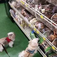 Pet Supermarket ico