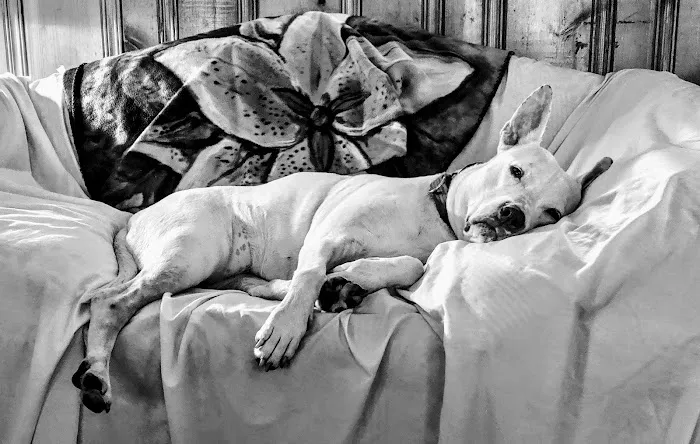 Animal Hospital of Clinton-Perryville Picture 1