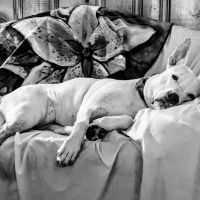 Animal Hospital of Clinton-Perryville ico