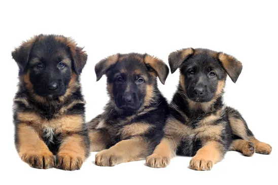 Florida German Shepherd Puppies Picture 1