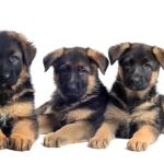 Florida German Shepherd Puppies