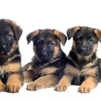 Florida German Shepherd Puppies ico