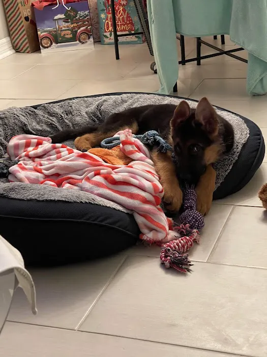 Florida German Shepherd Puppies Picture 6