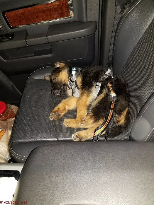 Florida German Shepherd Puppies Picture 5