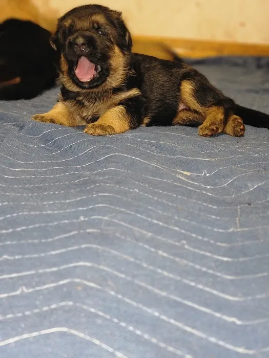 Florida German Shepherd Puppies Picture 9