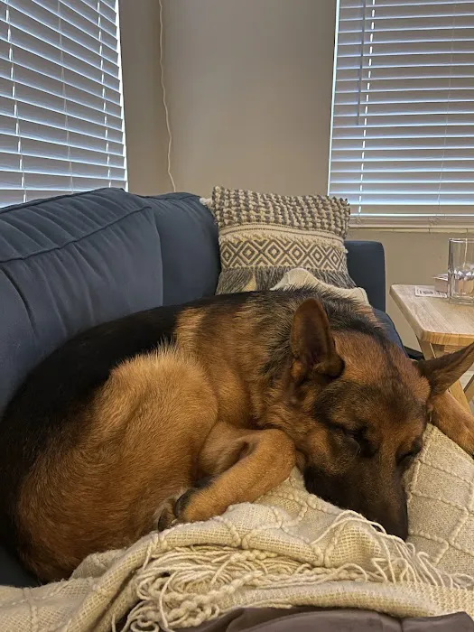 Florida German Shepherd Puppies Picture 2