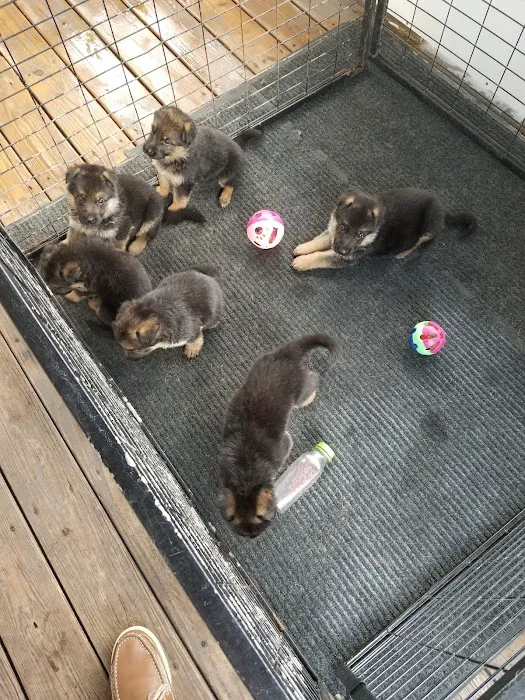 Florida German Shepherd Puppies Picture 3