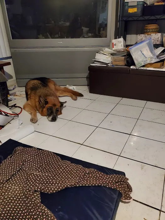 Florida German Shepherd Puppies Picture 7