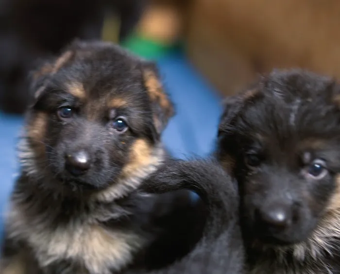 Florida German Shepherd Puppies Picture 8