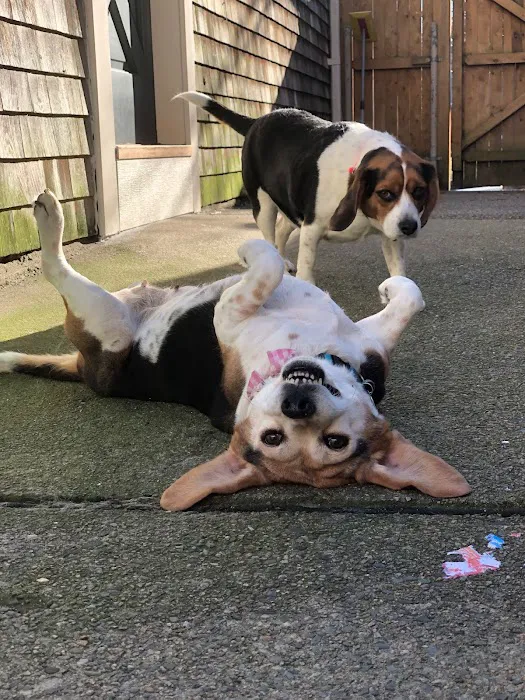 VCA Capeway Animal Hospital Picture 1