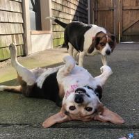 VCA Capeway Animal Hospital ico