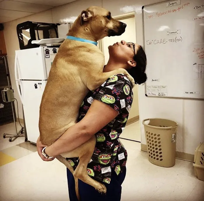 VCA Capeway Animal Hospital Picture 7