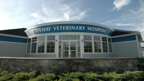 VCA Capeway Animal Hospital Picture 3