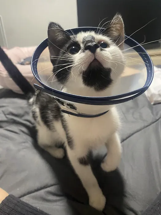 VCA Capeway Animal Hospital Picture 10