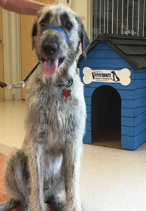 VCA Capeway Animal Hospital Picture 9