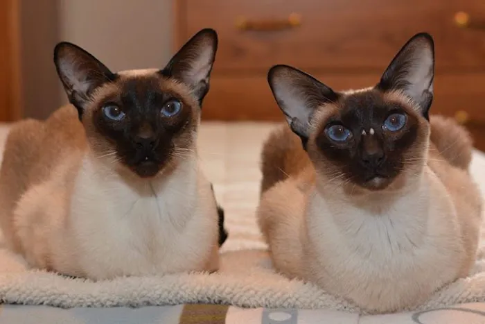 VCA Capeway Animal Hospital Picture 5