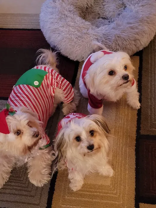 VCA Capeway Animal Hospital Picture 2