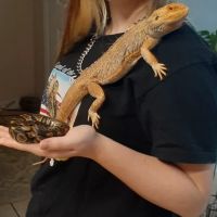 Petco ico