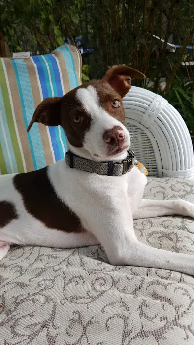 Forever Puppies, LLC Picture 1