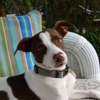 Forever Puppies, LLC ico