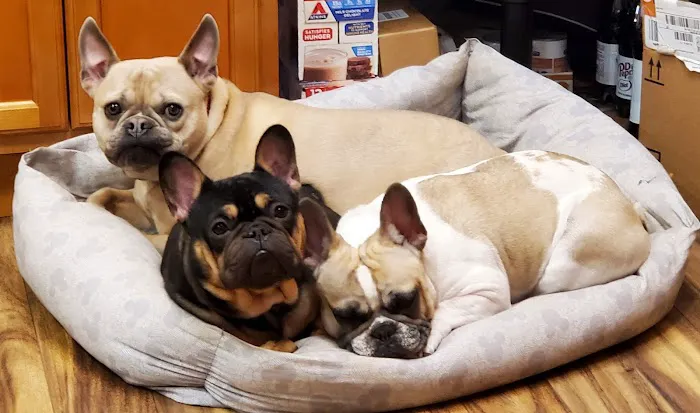 Attleboro Veterinary Clinic Picture 2