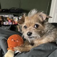 Attleboro Veterinary Clinic ico