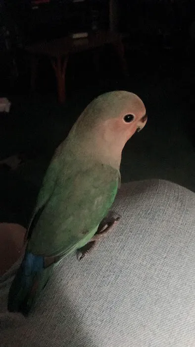 Birds Nest Picture 4