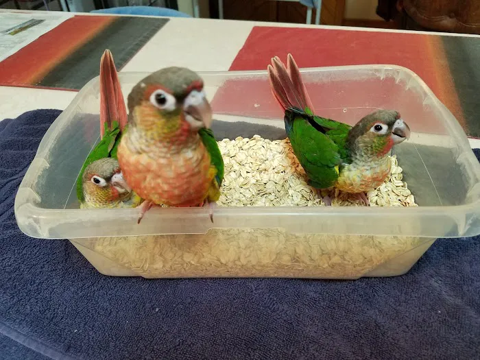 Birds Nest Picture 2