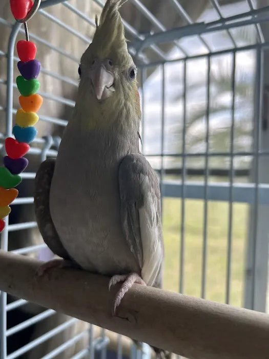 Birds Nest Picture 1