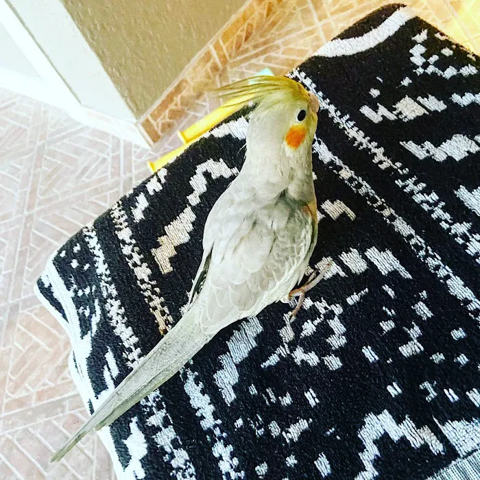 Birds Nest Picture 9