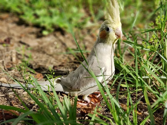Birds Nest Picture 10