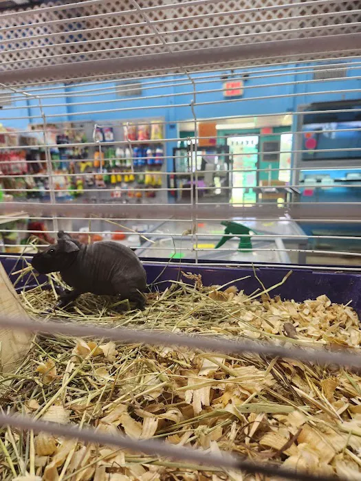 Pipsqueeks Pets Picture 1