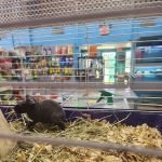 Pipsqueeks Pets