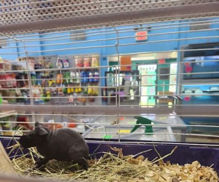 Pipsqueeks Pets