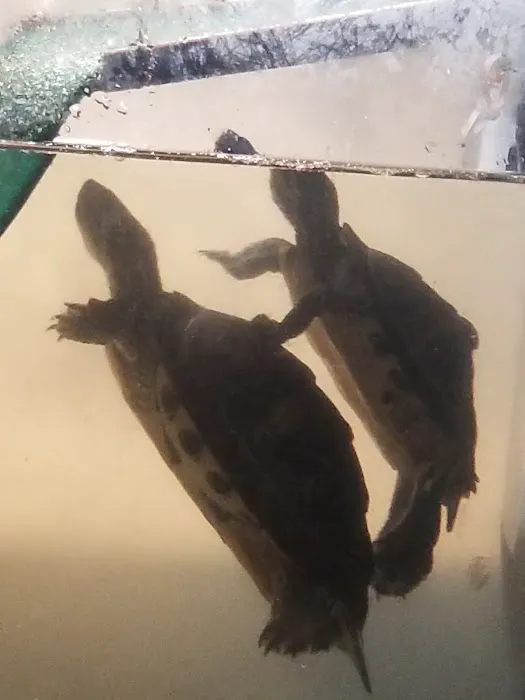 Pipsqueeks Pets Picture 8
