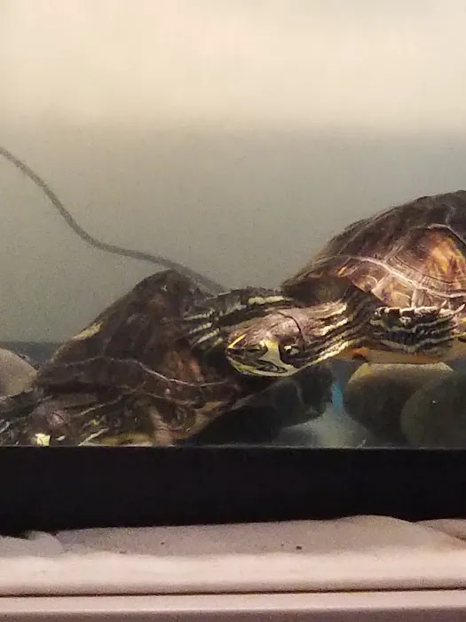 Pipsqueeks Pets Picture 7