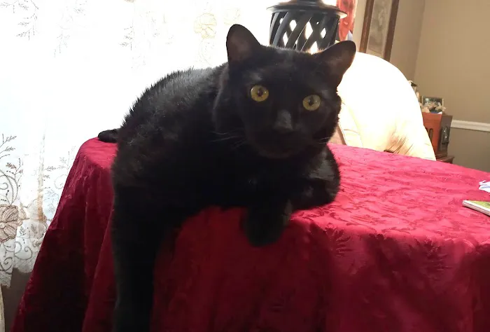 Dighton Veterinary Hospital Picture 3