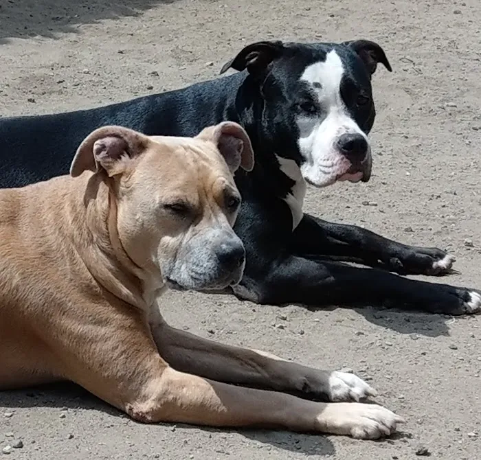 Dighton Veterinary Hospital Picture 4