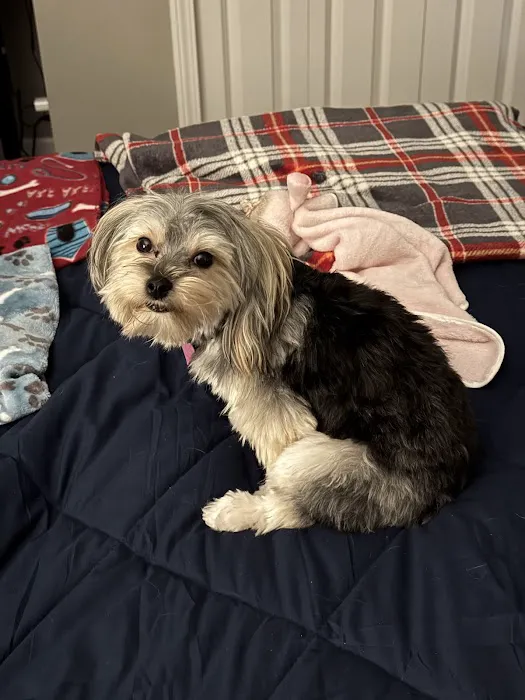 All About Puppies Picture 1