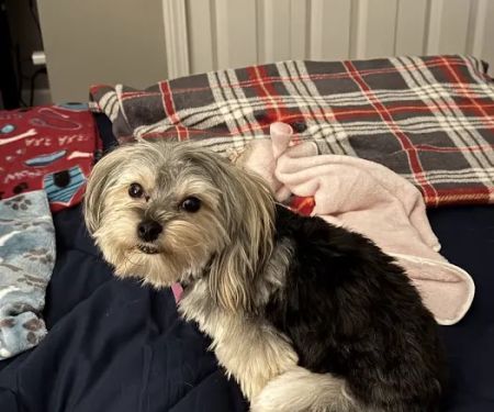 All About Puppies