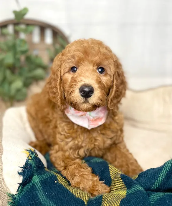 All About Puppies Picture 2