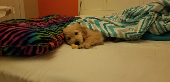 All About Puppies Picture 4